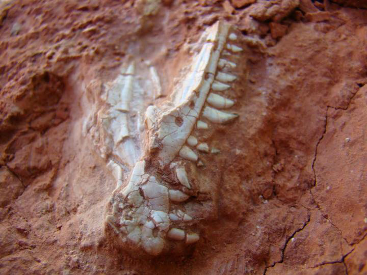 Skull of Buriolestes. Credit: Cabreira et al.