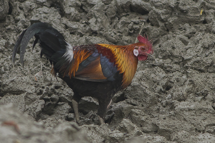 The species Red Junglefowl had been photographed at Sundarbans, West Bengal, India.