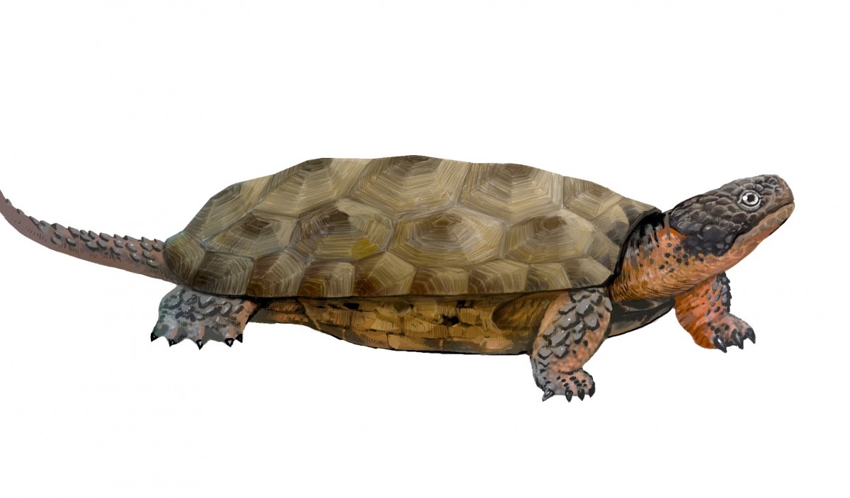 Reconstruction of the newly discovered toothed turtle Sichuanchelys palatodentata from the Middle Jurassic site of Wucaiwan, Xinjiang, China. Artist’s impression: Lida Xing