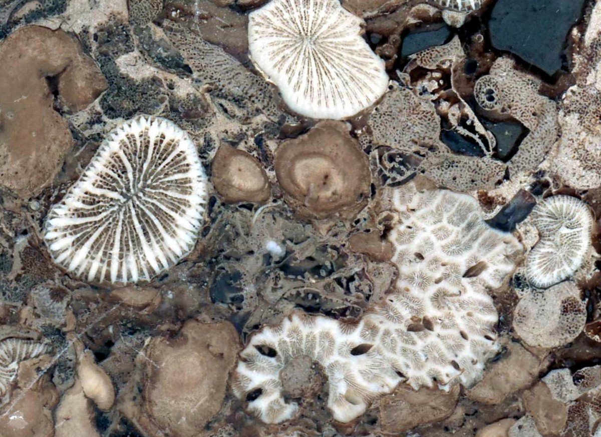 This polished fossil slab used in the study dates to more than 210 million years ago and contains well-preserved symbiotic corals. The fossils were collected in a mountainous region in Antalya, Turkey, and originated in the Tethys Sea, a shallow sunlit body of water that existed when the earth’s continents were one solid land mass called Pangea. Credit: Photo courtesy of Jaroslaw Stolarski, Polish Academy of Sciences. 
