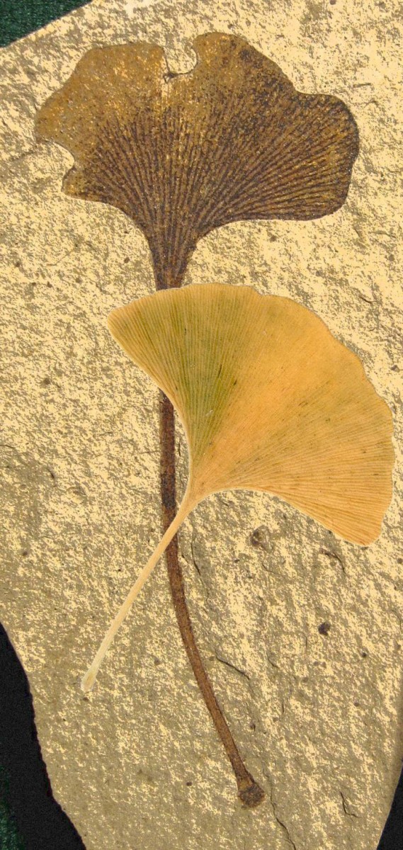 The ginkgo tree's emblematic fan-shaped leaf preserved as a 49 million year old fossil 
with modern autumn leaf overlay. Credit: Fossil is from Klondike Mountain Formation, 
Republic, Ferry County, Washington, USA, Eocene, Ypresian. Stonerose Interpretive Center 
Collection, Modern leaf photo is by Ninjatacoshell, WikiCommons.