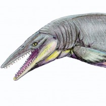 A giant predatory lizard swam in Antarctic seas near the end of the dinosaur age