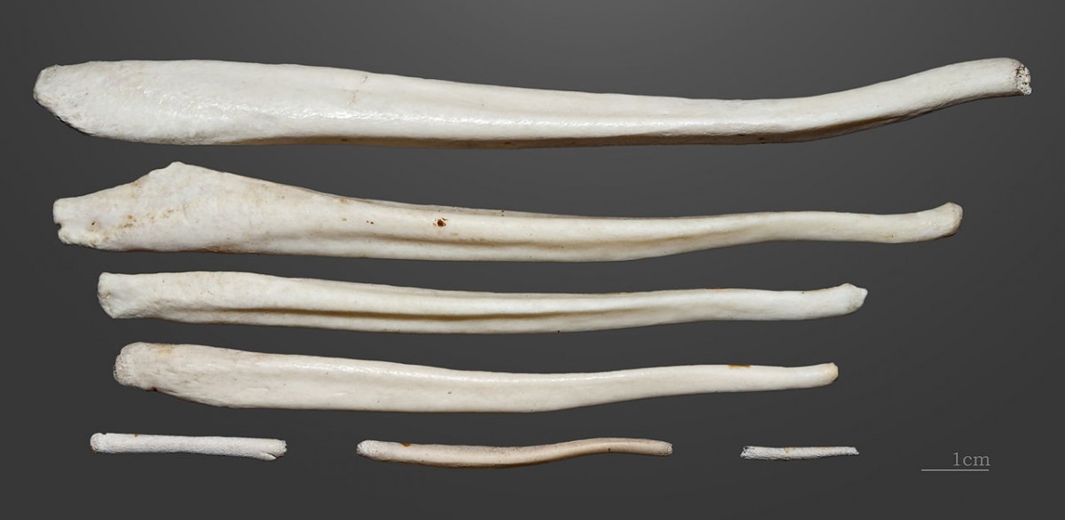 Brown bear - Penis bones. Former collection of Armand de Montlezun (1841-1914)