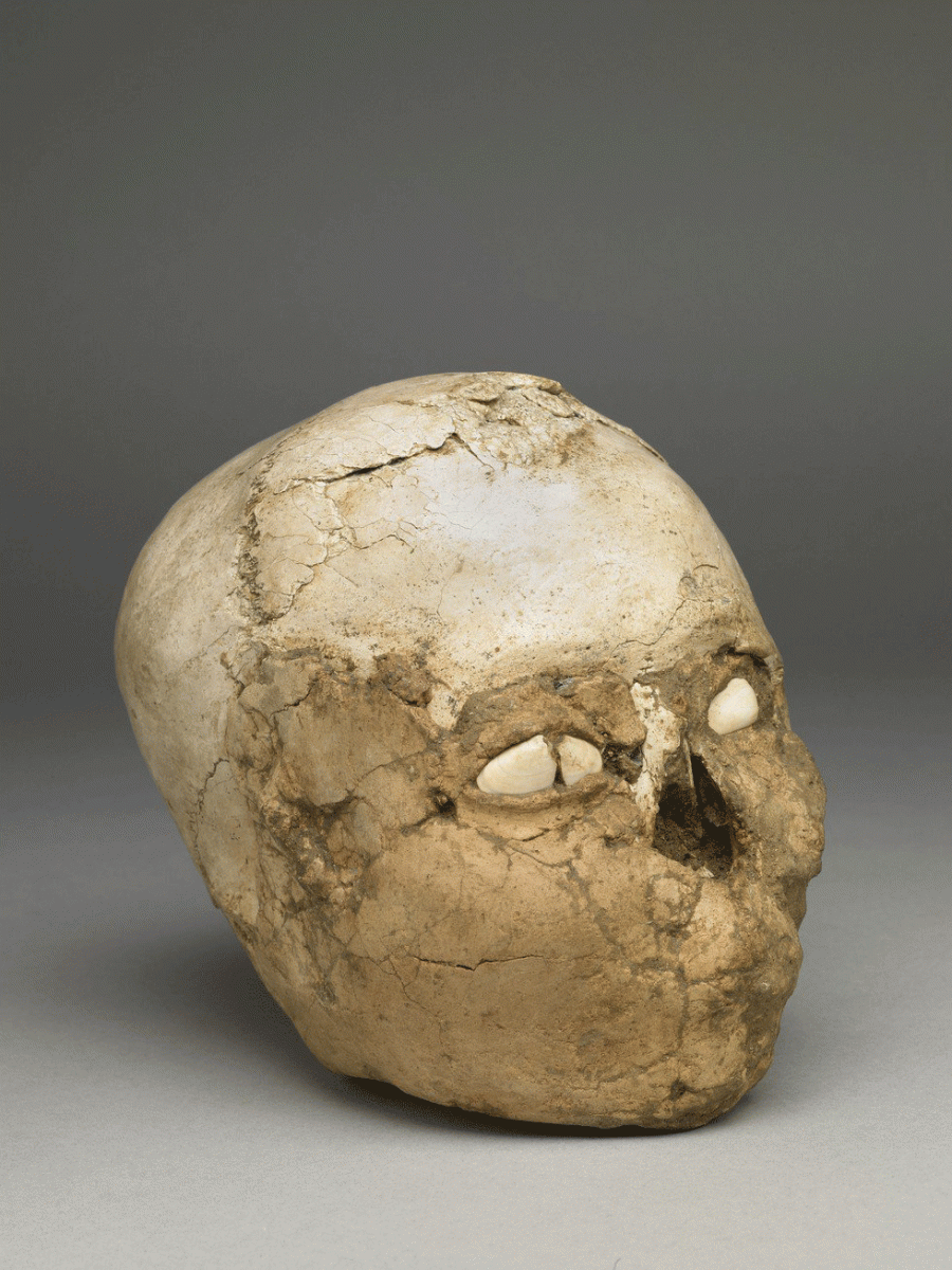 This is what the plastered skull it looked like before the reconstruction. Image Credit: Science Alert/The Trustees of the British Museum.