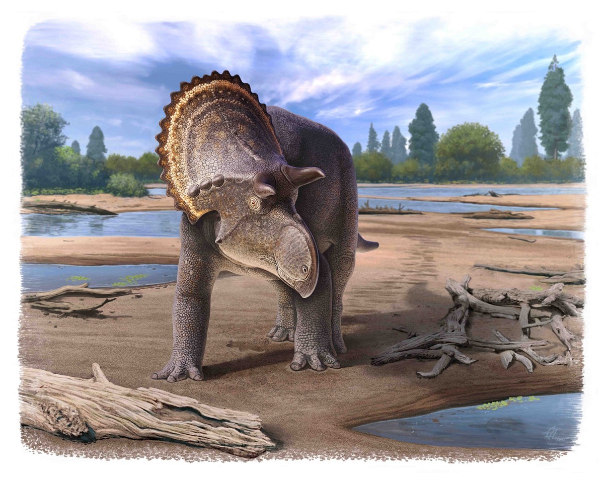 Nasutoceratops showing lack of frill ornamentation typical of the newly named Nasutoceratopsini tribe.