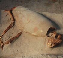 A 2,000-year-old pet cemetery discovered in Egypt