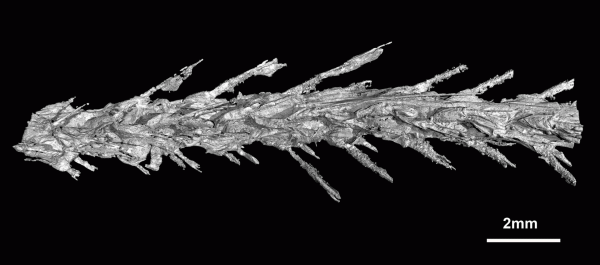 Reconstruction of soft tissue and feather bases in amber.
Photo Credit: Lida Xing/The Guradian.