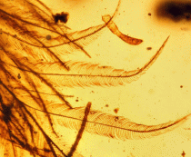 Feathered dinosaur tail found in amber