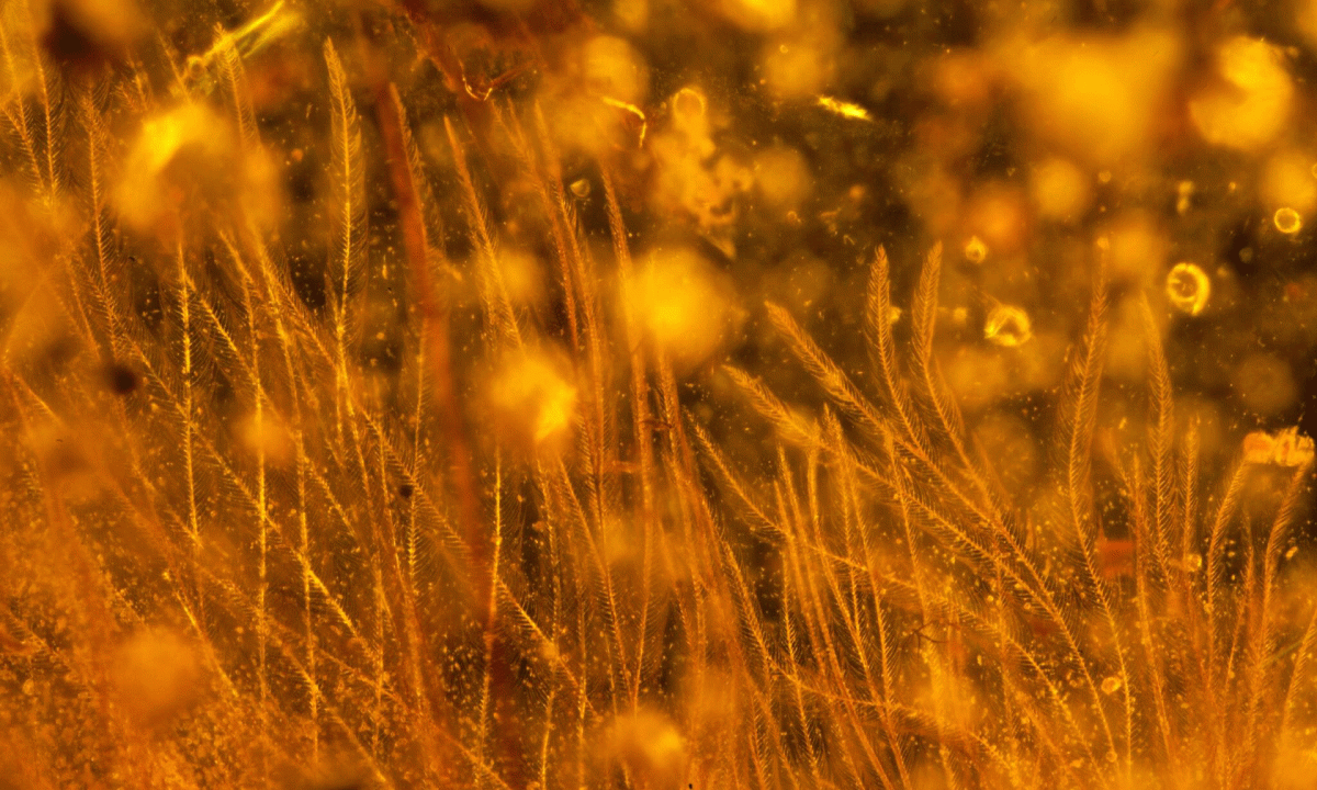 Tail feathers examined with dark field lighting, to highlight translucent structures of the barbs and barbules, as well as lack of rachis.
Photo Credit: RSM/ R.C. McKellar/The Guardian.