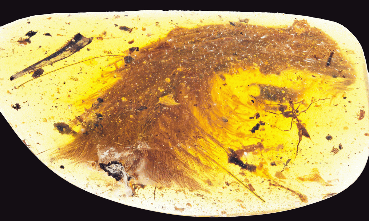 This photograph shows the tip of a preserved dinosaur tail section.
Photo Credit: RSM/ R.C. McKellar/The Guardian.