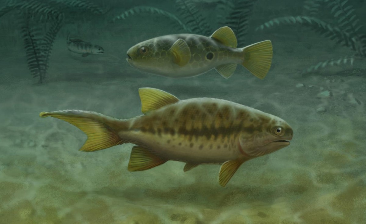 Aetheretmon (facing right) swims in a 348-million-year-old river in Foulden, Scotland, exhibiting the ancestral state of two distinct “tails”, fleshy tail above and caudal fin below. The 32,000 species of living teleost fishes (pufferfish, center facing left) have lost the upper tail, while early tetrapods (upper left) lost the lower caudal fin. Thus, living fish and tetrapod tails are entirely distinct structures. © John Megahan 
