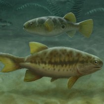 Fish fossils reveal how tails evolved