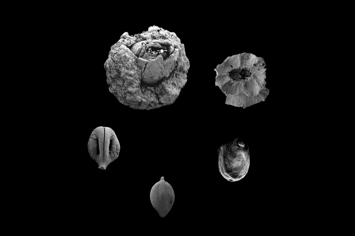 780,000 year old remains of edible fruits and seeds discovered in the Northern Jordan Valley. Credit: Yaakov Langsam 