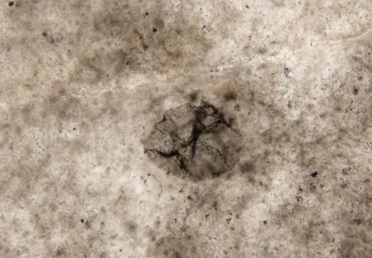 This is a microscopic image of 2.5 billion-year-old sulfur-oxidizing bacterium. Credit: Andrew Czaja, UC Assistant Professor of Geology