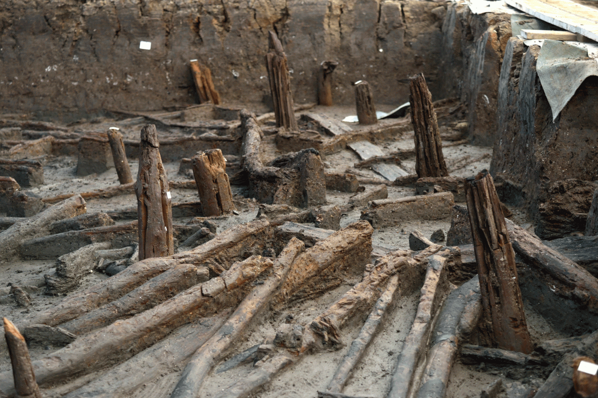  Bronze Age stilt houses unearthed in East Anglian Fens. Close up of stilts and collapsed roof timbers. Photo Credit: Heritage Daily.