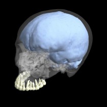 Evolution of brain and tooth size were not linked in humans