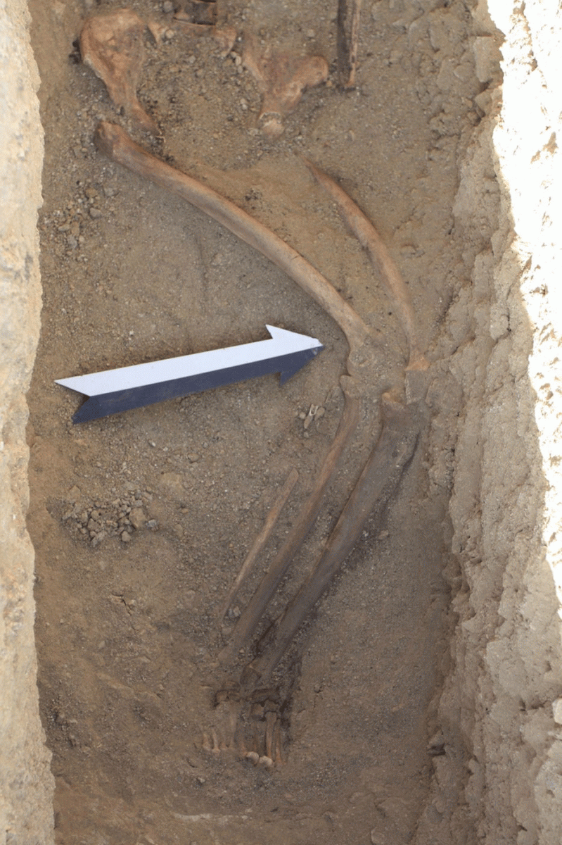 In another burial from cemetery four, archaeologists found a person with their legs twisted at an unusual angle. Photo Credit: LiveScience/Robert Stark.