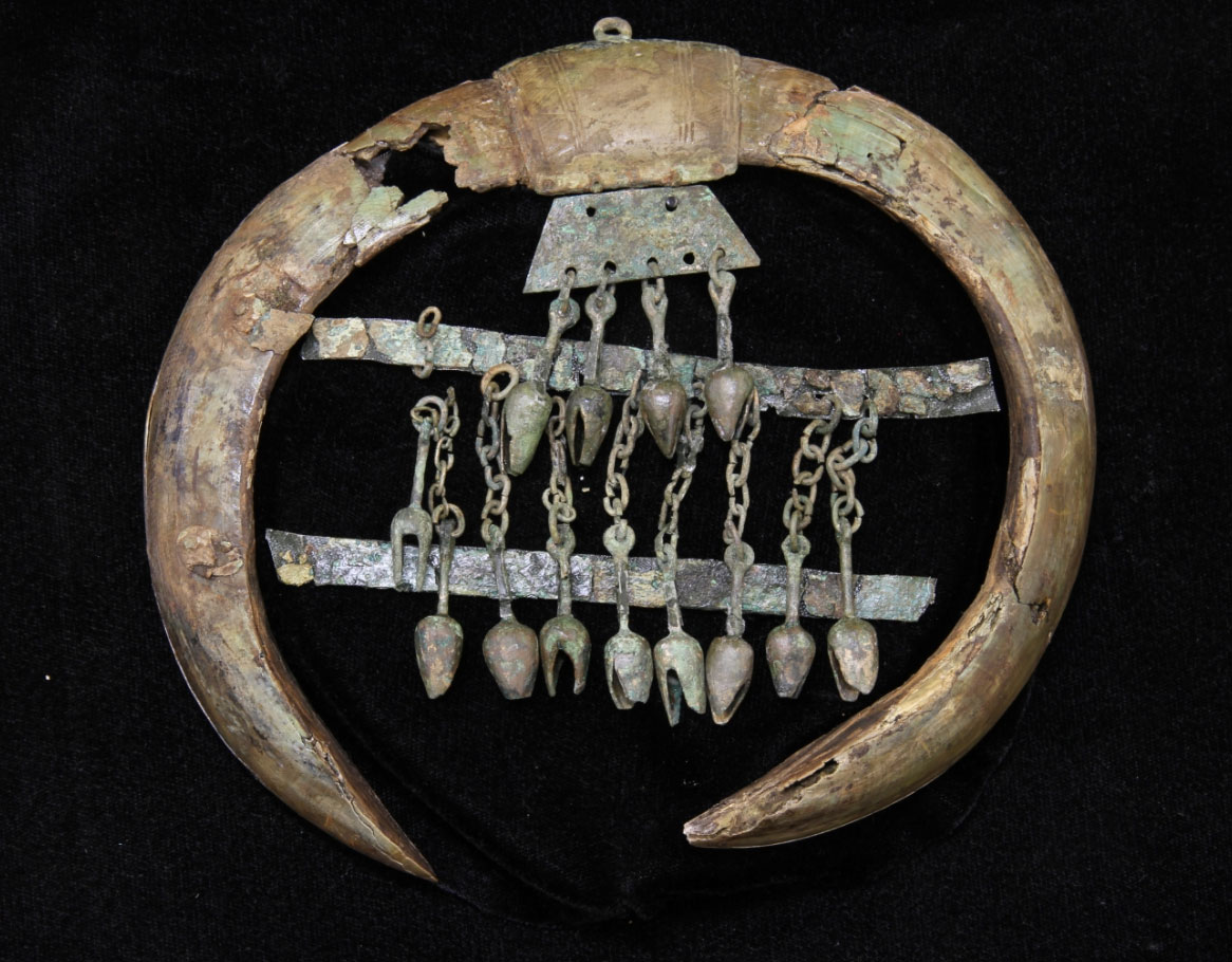 Mounted boars’ tusks with tulip-shaped bronze pendants mounted on a trapezoid pendant and two transverse bronze strips found at the Heuneburg site. Length of the teeth: approximately 20cm. © Dirk Krausse et al / Antiquity