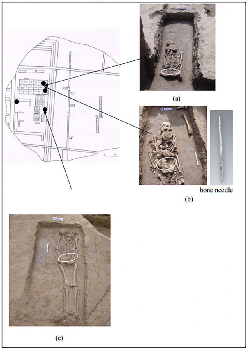 Tombs M436 (a), M451 (b), and M466 (c). 
The positions where the relic body soil samples were collected are indicated by the arrows and shown in the separate images. The four black dots indicate the locations where the control samples were collected.