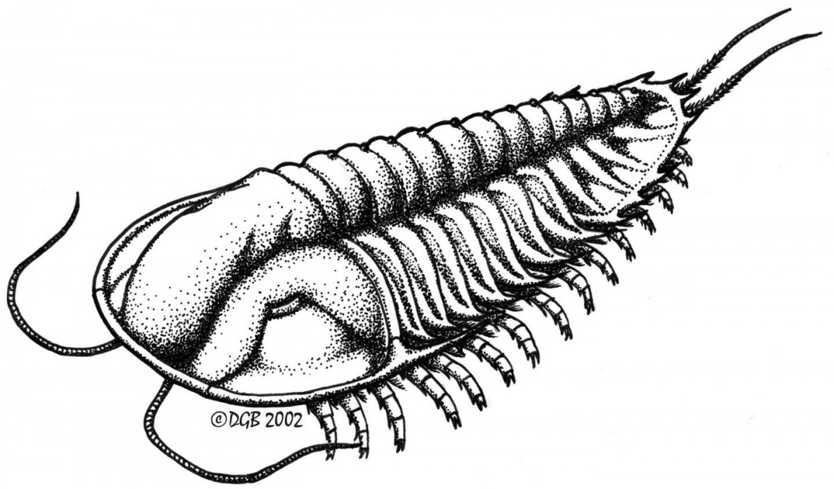An illustration of a trilobite (a different species than the recent find). Credit: Image by Diego García-Bellido