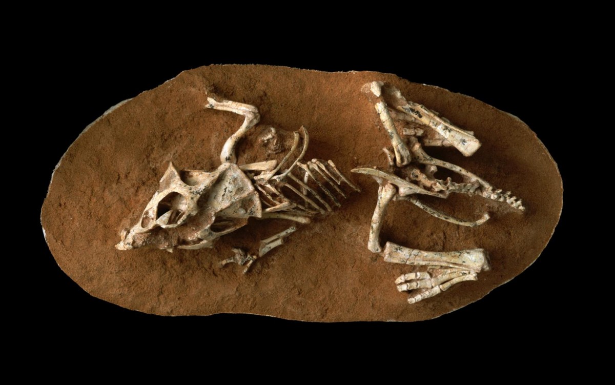 A hatchling Protoceratops Andrewsi fossil from the Gobi Desert Ukhaa Tolgod, Mongolia. Credit © AMNH/M. Ellison