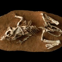 Dinosaur eggs took 3 to 6 months to hatch