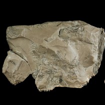 Discovery adds rock collecting to Neanderthal’s repertoire