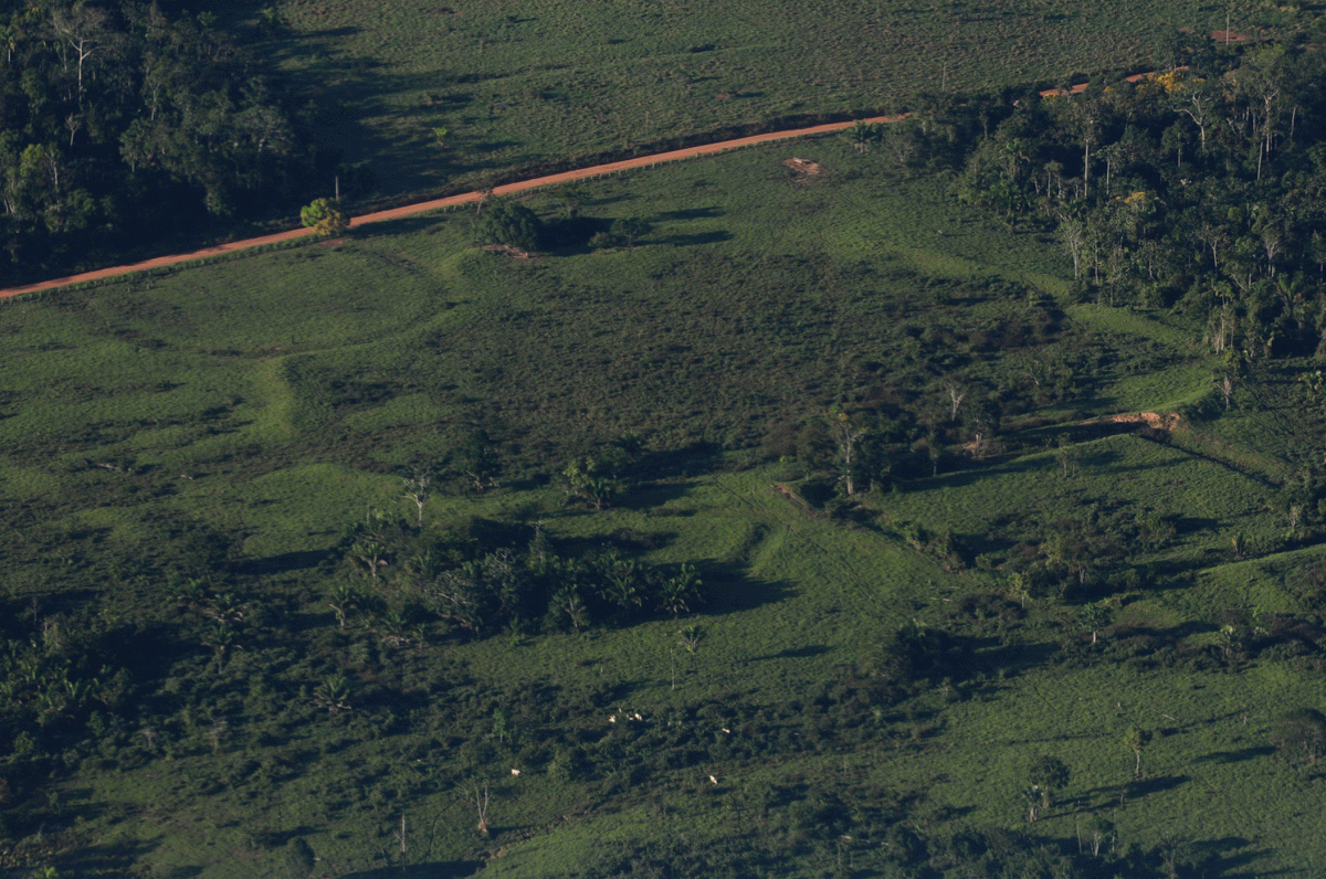 Circular geoglyphs are visible from the air in deforested areas of Acre state in western Brazil. Researchers were surprised to find that when the geoglyphs were built around 2,000 years ago, the forest canopy was present, meaning that there had not been widespread deforestation by ancient people. Photo
Credit: Diego Gurge/Live Science.