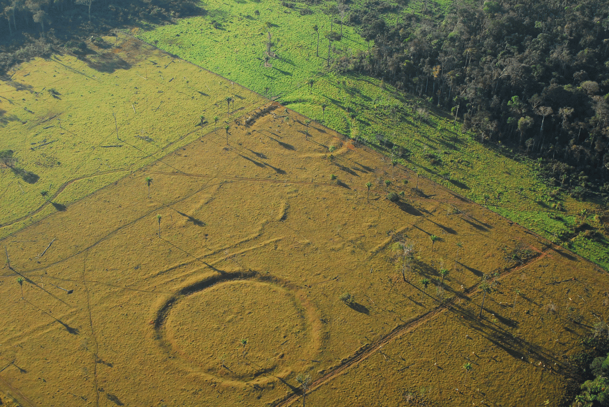 Archaeologists found that after humans abandoned the geoglyphs around 650 years ago, palm species declined and a more natural forest ecology returned. However, there are still signs of human management echoing in the forests. Photo Credit: Edison Caetano/Live Science.
