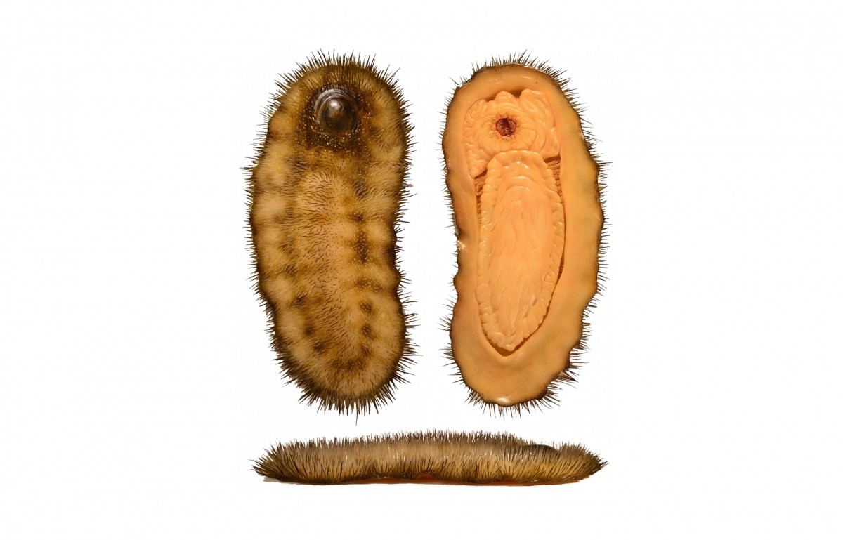 This is a model reconstruction of Calvapilosa Kroegeri, a spinz slug that lived 480 million years ago.