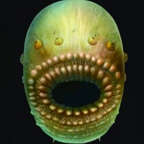 Bag-like sea creature was humans’ oldest known ancestor