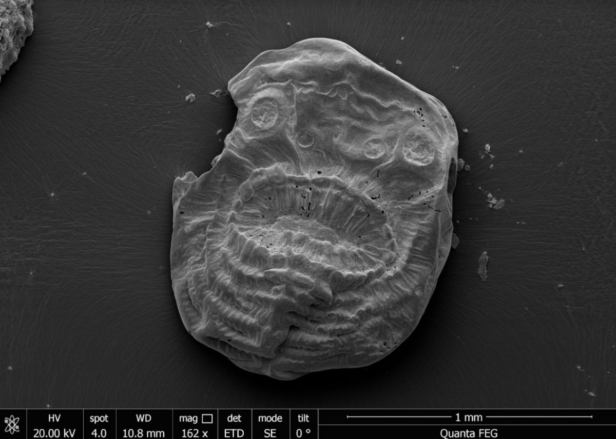 Photographs of the fossils show the spectacularly detailed levels of preservation which allowed researchers to identify and study the creature. Credit: Jian Han.