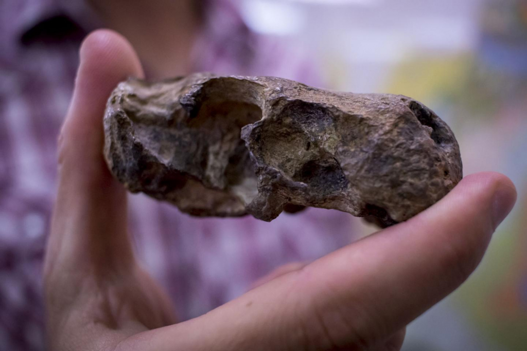 The skull of the Euchambersia fossil shows the large space for the venom glands, in the top jaw, right behind the front teeth (just to the right of Dr Julien Benoit’s index finger). Credit: Wits University