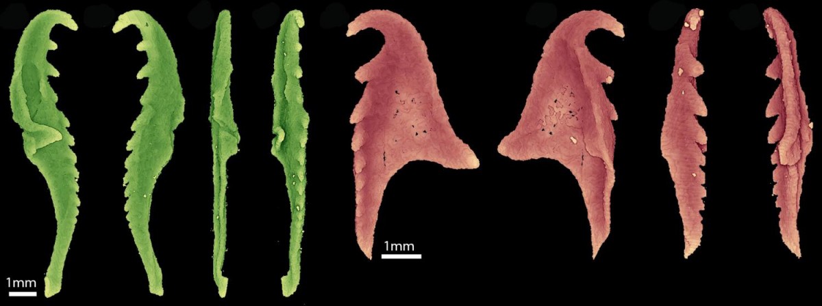 A 3-D reconstruction of parts of the jaw apparatus of W. armstrongi from CT scanning of the fossil specimens. Credit: Luke Parry