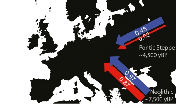 Male (blue) and female (red) contribution during the early Neolithic and later Neolithic/Bronze Age migrations. Photograph: Mattias Jakobsson