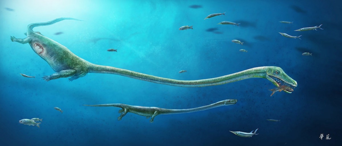 Reconstruction of Dinocephalosaurus showing the rough position of the embryo within the mother. Image credit:
Dinghua Yang