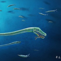 Ancient fossil reveals first evidence of live birth in animals thought to lay eggs