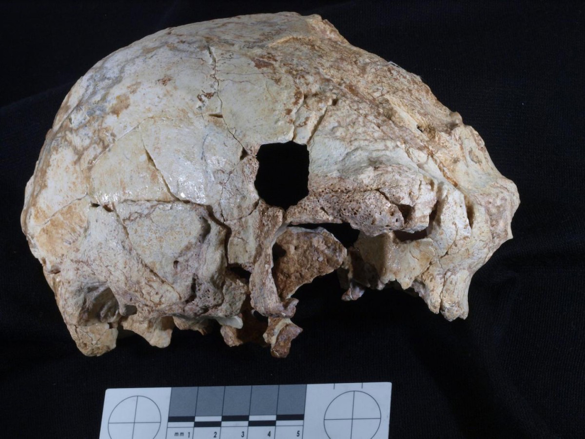 The Aroeira 3 cranium.
Credit: Javier Trueba