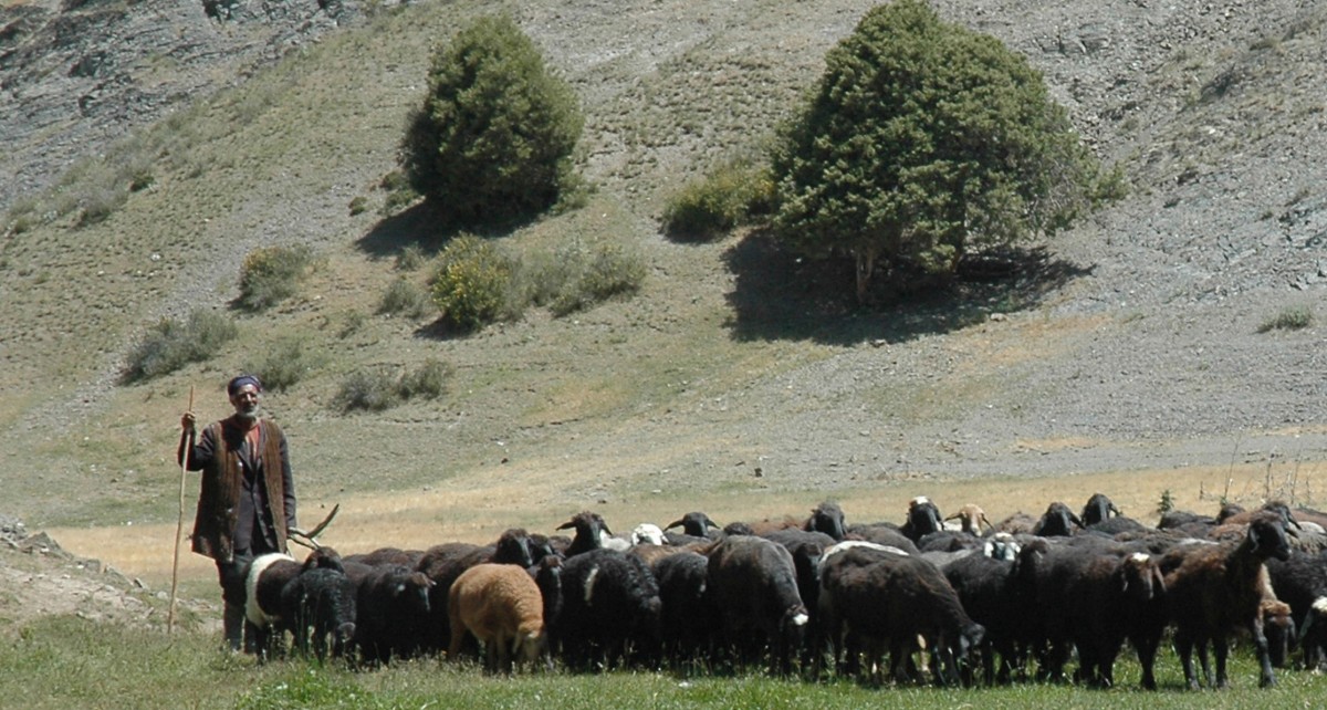 Nomadic herdsman moves sheep along a foothill path in Uzbekistan. Photo by Michael Frachetti. 