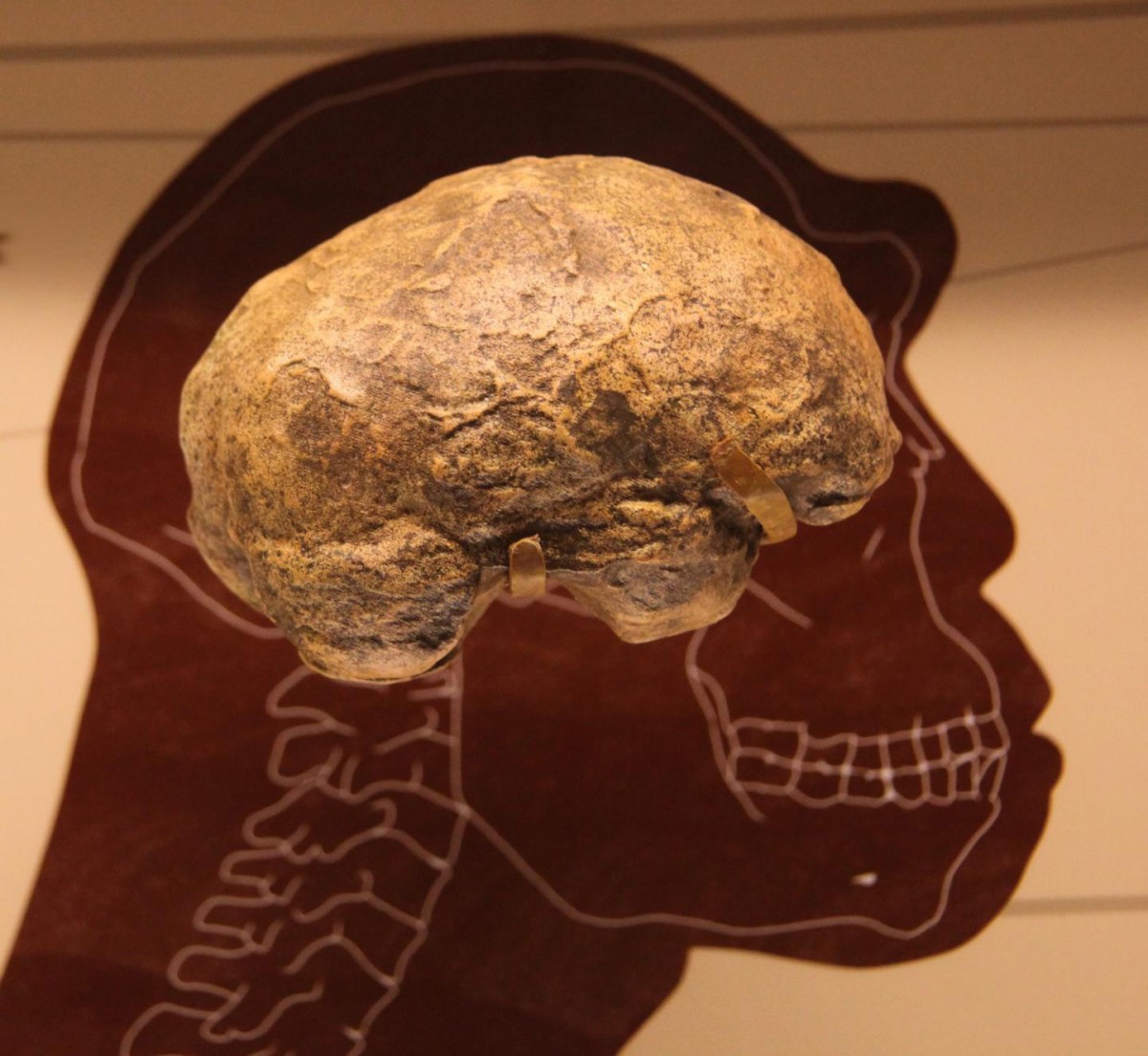 Homo erectus endocast in the Smithsonian Museum of Natural History in Washington, D.C. Under the specifications used, the authors' mathematical model recovered brain sizes matching those of H. erectus. Credit: Tim Evanson, CC-BY-SA