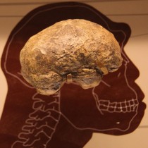 How big brains evolved could be revealed by new mathematical model