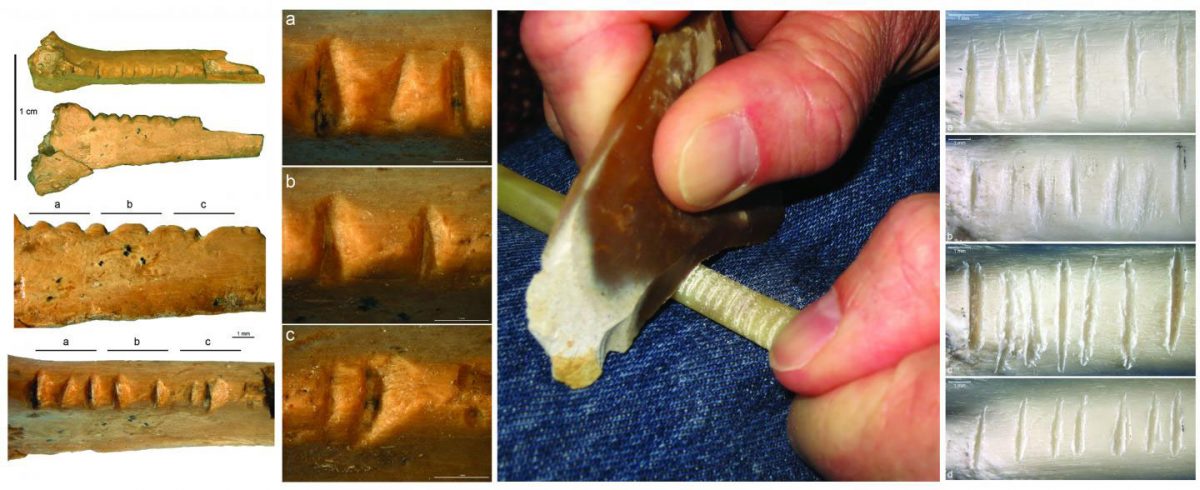 Legend of the image: left: notched raven bone from Zaskalnaya VI Neanderthal site, Crimea. center: experimental notching of a bird bone; right: sequences of experimentally made notches compared to those from Zaskalnaya VI.