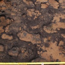 Rare prehistoric footprints redefined as 7,000 years old