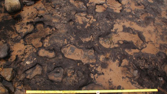 These ‘frozen’ footprints made in freshwater marshland give us a fleeting glance of a group of adults and children travelling together seven millennia ago, says Archaeology PhD student Rhiannon Philp.