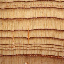 Tree ring study to establish date of Thera eruption