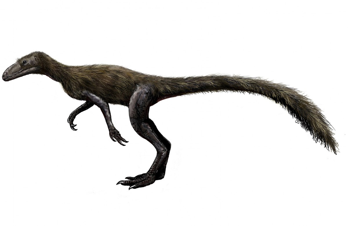 Marasuchus Lilloensis. Image credit: Michael B.H.