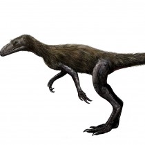 Researchers investigate evolution of bipedalism in ancient dinosaur ancestors