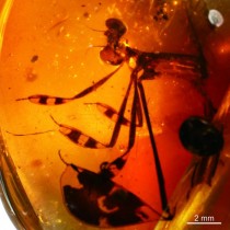 Courtship behavior trapped in 100-million-year-old amber