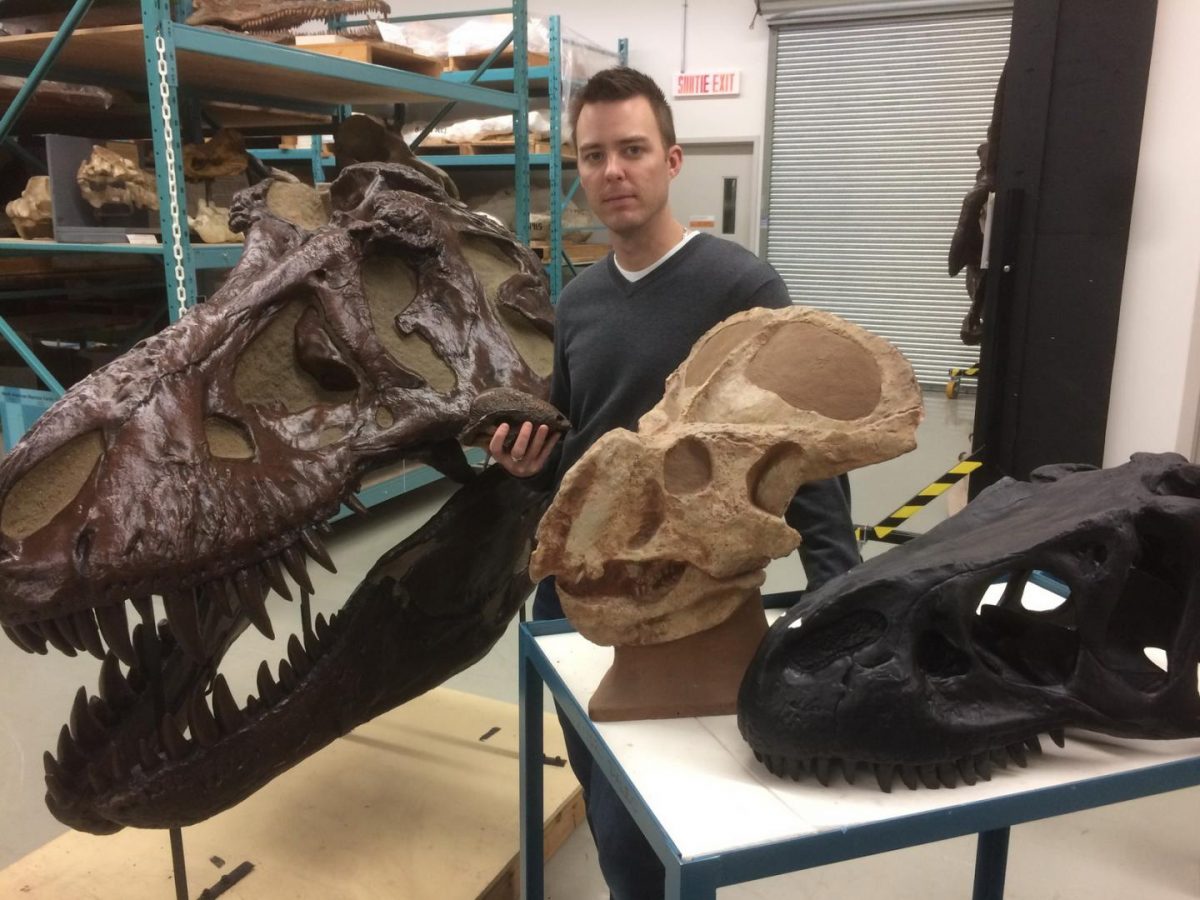 Dr. Jordan Mallon stands in the Canadian Museum of Nature’s collections among replicas of skulls of dinosaurs previously studied for sexual dimorphism: Tyrannosaurus Rex (large skull), Allosaurus Fragilis (black skull), Protoceratops Andrewsi and Stegoceras Validum (in his hand). Credit Dan Smythe © Canadian Museum of Nature