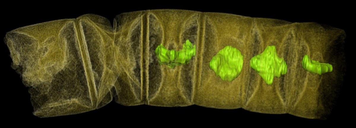 X-ray tomographic picture (false colors) of fossil thread-like red algae. Credit: Stefan Bengtson